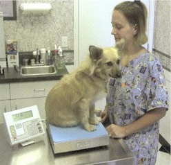 detecto vet50 2 VET-330WH